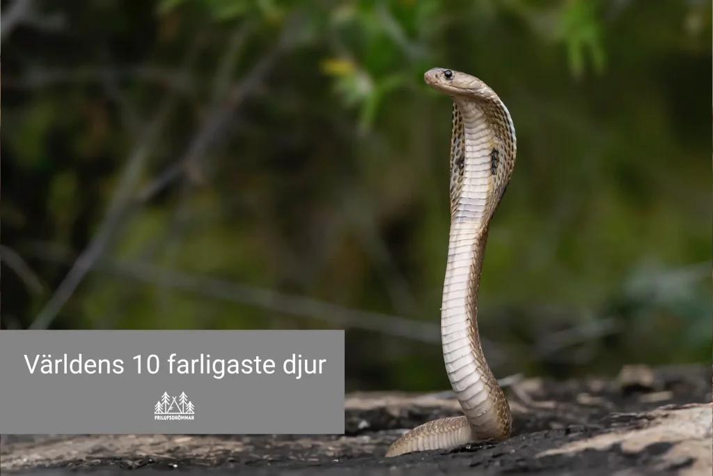 världens 10 farligaste djur